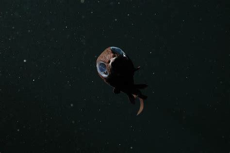 owl fish deep sea|Pseudobathylagus .